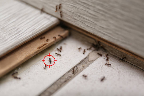 Best Commercial Pest Control Services  in Lafayette, TN