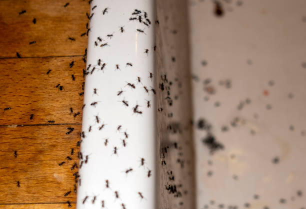 Best Insect Control  in Lafayette, TN