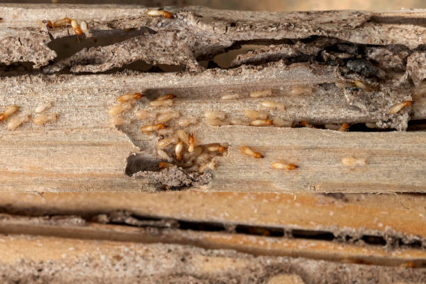 Best Insect Control  in Lafayette, TN