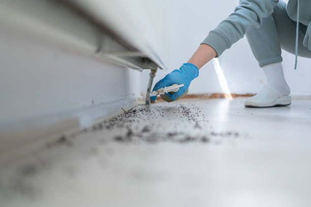 Best Flea Control Services  in Lafayette, TN